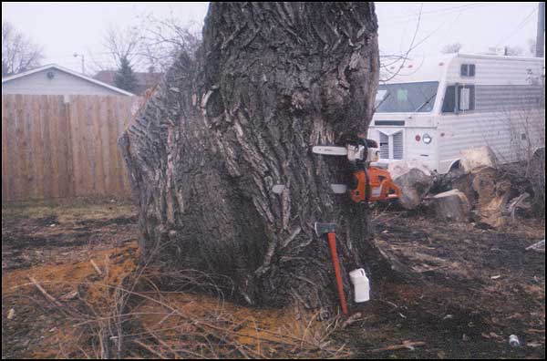 Tree stump